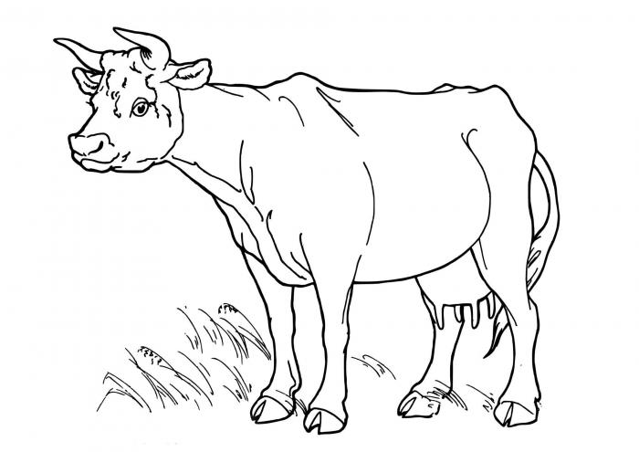 Free Cow Coloring Page coloring sheet and PDF to print