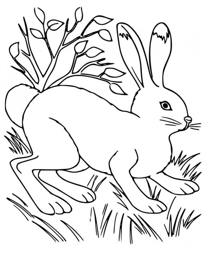 Free Wild Hare coloring sheet and PDF to print